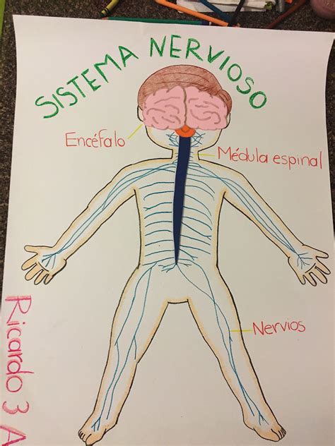 sistema nervioso dibujo